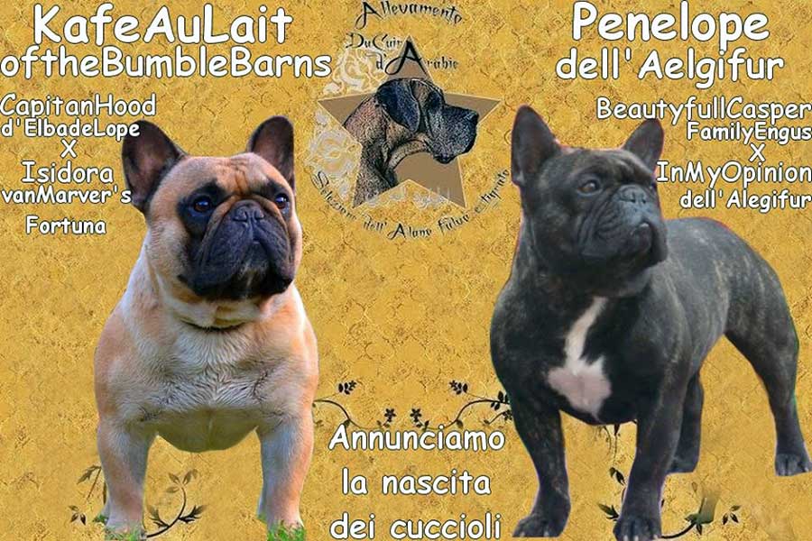 Cucciolata Bouledogue Q dicembre 2014