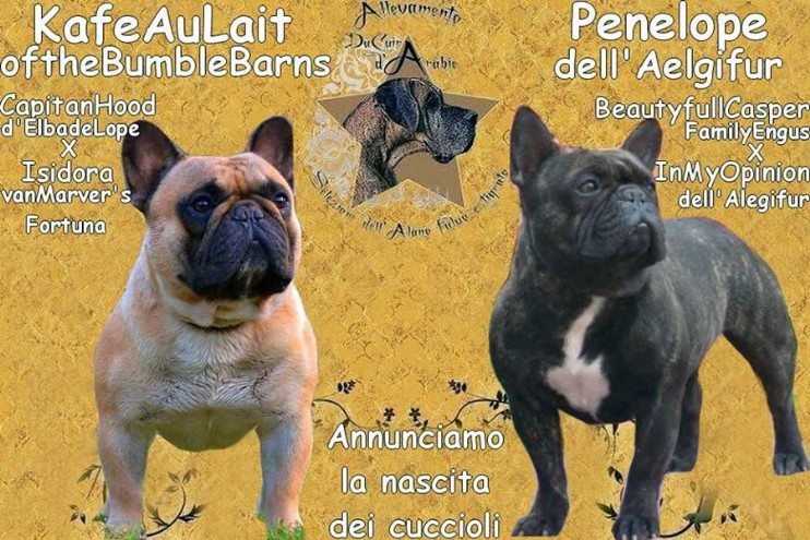 Cucciolata Bouledogue Q dicembre 2014 Cucciolata Bouledogue Q dicembre 2014