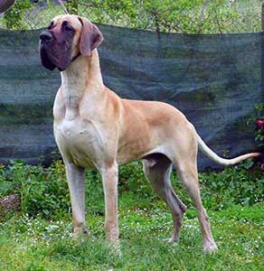 Banderas