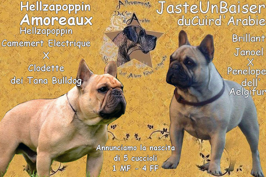 Cucciolata giugno bouldogue francese