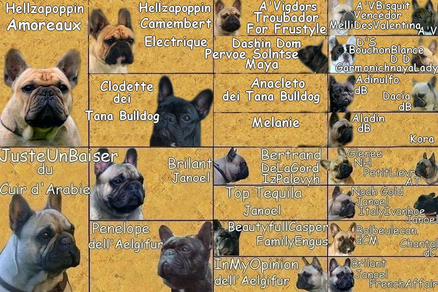 Pedigree bouledogue francese