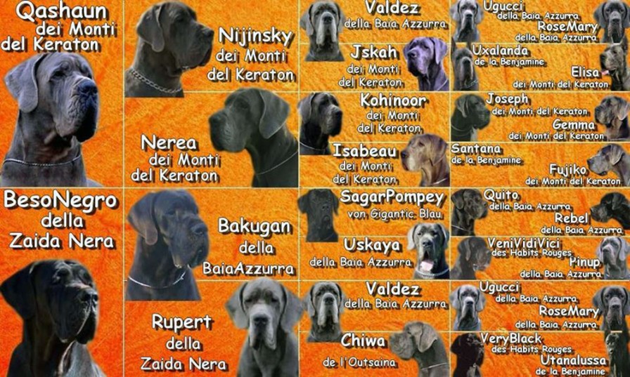 Pedigree alano