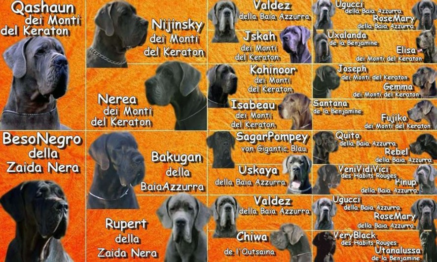 Pedigree alano