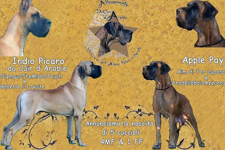Cucciolata O bis alano fulvo e tigrato