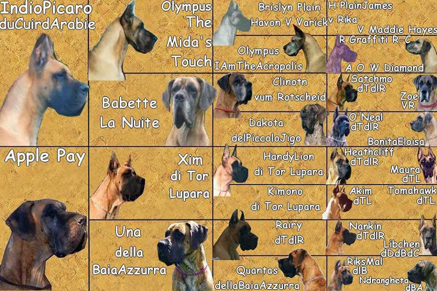 Pedigree_Indio_Apple