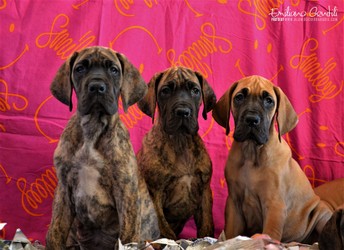 cuccioli-alano-10.jpeg