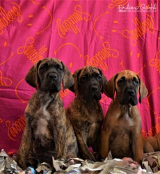 cuccioli-alano-12.jpeg