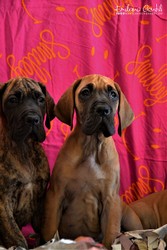 cuccioli-alano-14.jpeg