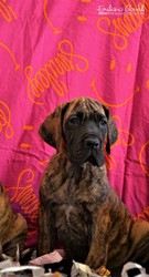 cuccioli-alano-18.jpeg