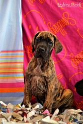 cuccioli-alano-24.jpeg