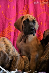 cuccioli-alano-26.jpeg
