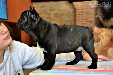 bouledogue-cuccioli-1.jpeg