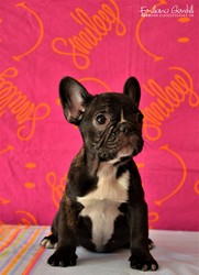 bouledogue-cuccioli-10.jpeg