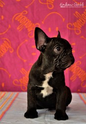 bouledogue-cuccioli-11.jpeg