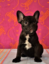 bouledogue-cuccioli-12.jpeg
