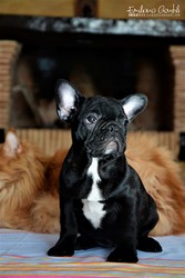bouledogue-cuccioli-2.jpeg
