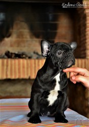 bouledogue-cuccioli-3.jpeg