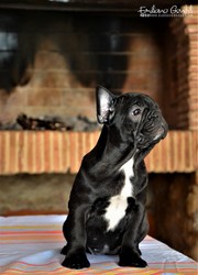 bouledogue-cuccioli-4.jpeg