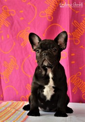 bouledogue-cuccioli-5.jpeg