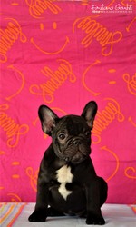 bouledogue-cuccioli-6.jpeg