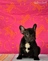 bouledogue-cuccioli-7.jpeg