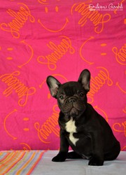 bouledogue-cuccioli-8.jpeg