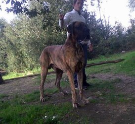 Arthù_Re1.jpg