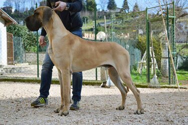 Ispano-Rancero11.jpg
