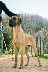 Ispano-Rancero12.jpg