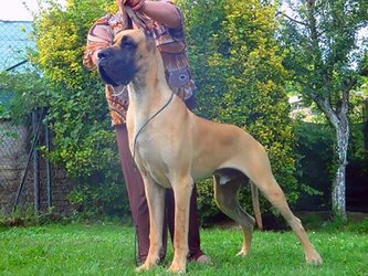 Ispano-Rancero15.jpg