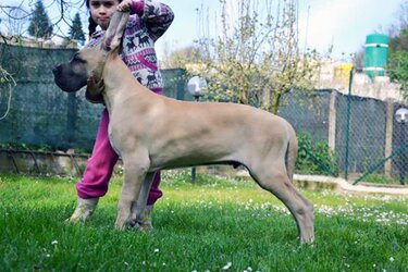 Ispano-Rancero3.jpg