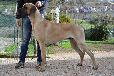 Ispano-Rancero9.jpg
